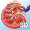 My Kidney Anatomy
